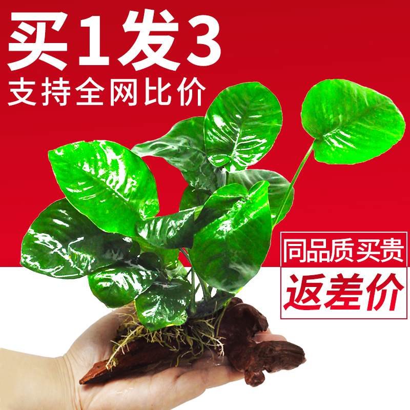 水榕沉木植物真草增氧懒人椰壳