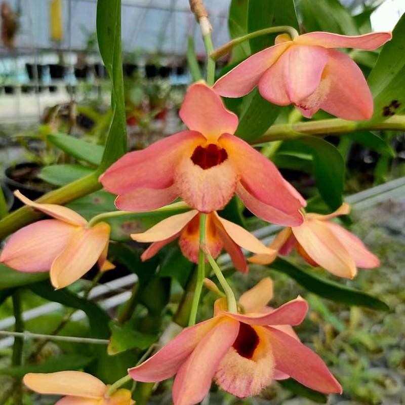 红杓唇石斛稀有名贵吊兰花卉四季常青吊兰花卉花色如图可观赏药用