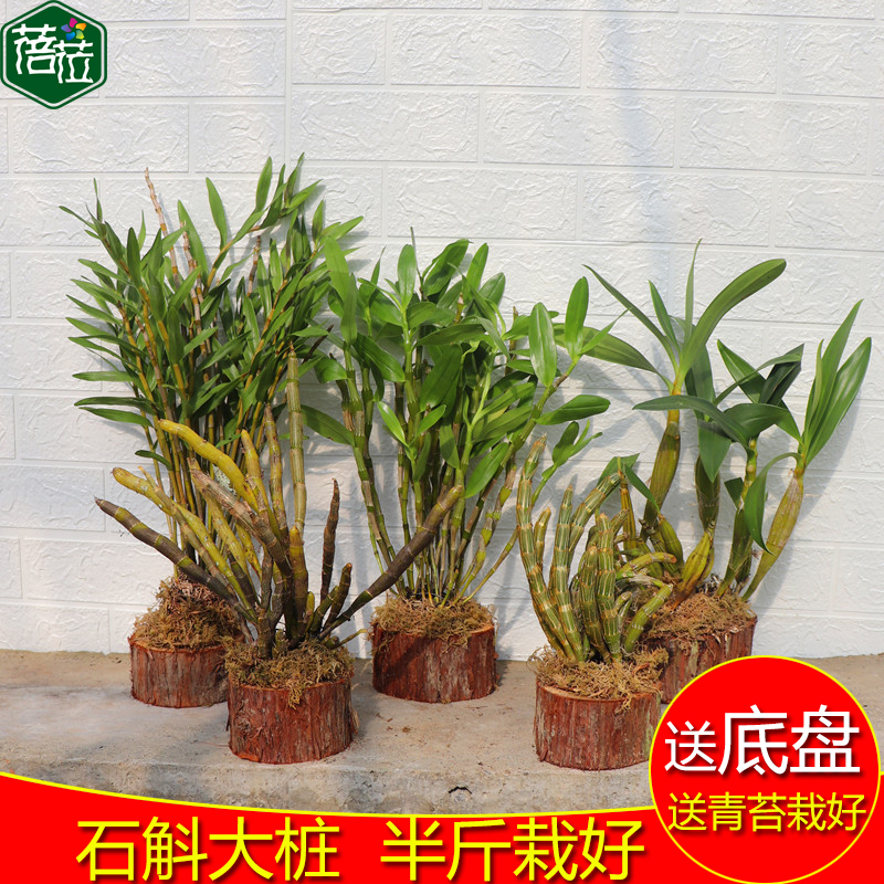 石斛大木桩栽号石斛盆栽蓓莅盆景
