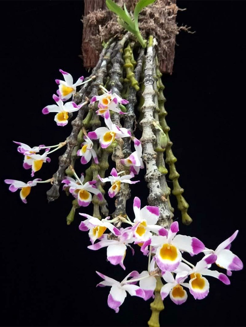 肿节石斛宝塔石斛光节石斛珠节宝塔附生吊兰花盆栽洋兰盆栽盆景兰