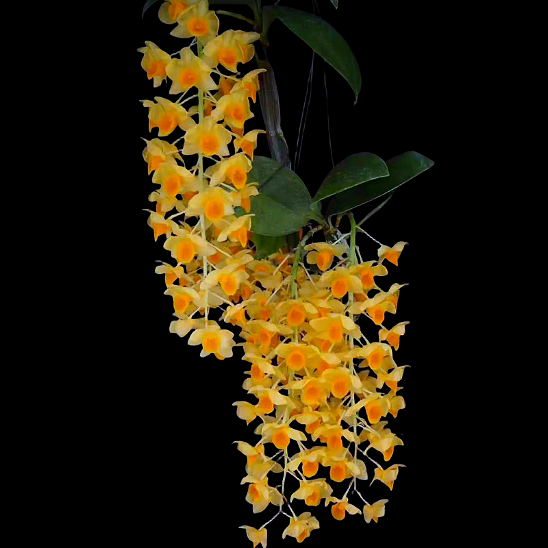 稀有黄法式石斛 稀少珍贵外国石斛兰开花成串花量大 泰国稀有品种