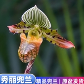 带花苞 秀丽兜兰稀有兜兰花期长开花漂亮实生苗原种办公室桌面