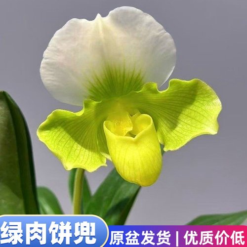 绿肉饼兜兰稀有名贵兜兰大花国兰