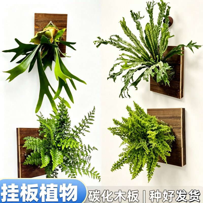 二岐鹿角蕨白锦鸟巢蕨吉姆蕨碳化图片