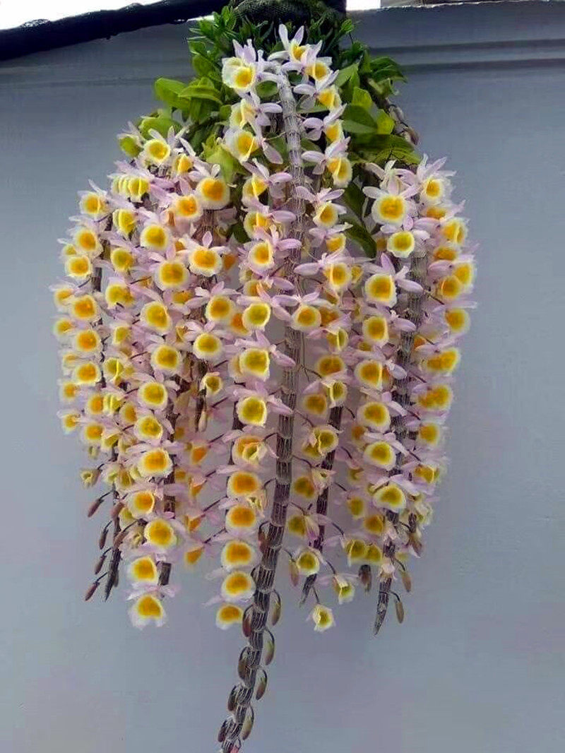 黄贝壳石斛稀有石斛兰比多肉更好养吊兰花洋兰瀑布爆花网红石斛花