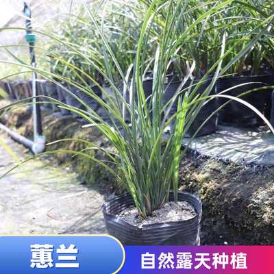 蕙兰兰草兰花浓香型细叶盆栽绿植