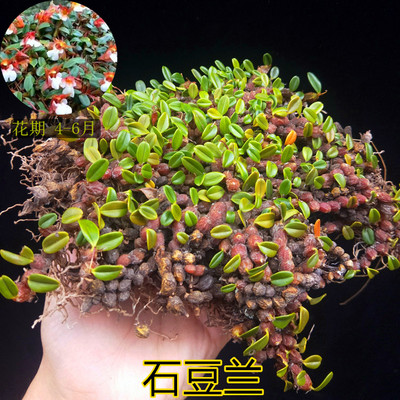 石豆兰 石橄榄 新鲜石 仙桃岩柱 石 石上莲 兰花盆景铺面绿植包邮