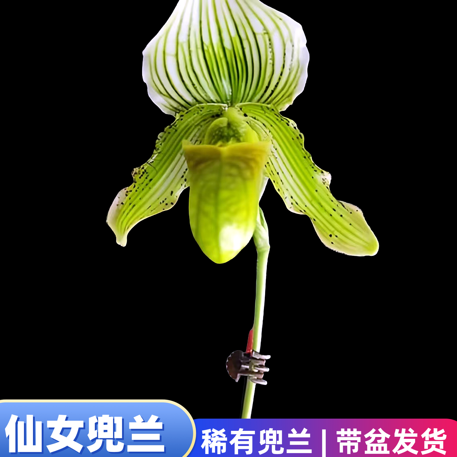 仙女兜兰稀有品种花期长开花漂亮