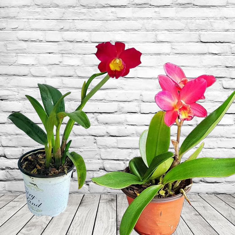卡特兰洋兰圣诞玫瑰红苹果金如意贵夫人火星兰花蝴蝶兰花期长艳丽