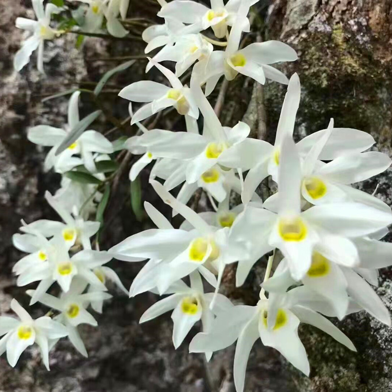 特别稀有石斛 白广东石斛 稀有兰花...