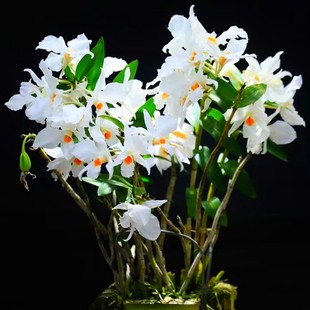 纯白色 稀有大花美丽石斛 花洁白无瑕干净黑毛类洋兰 带塑料盆