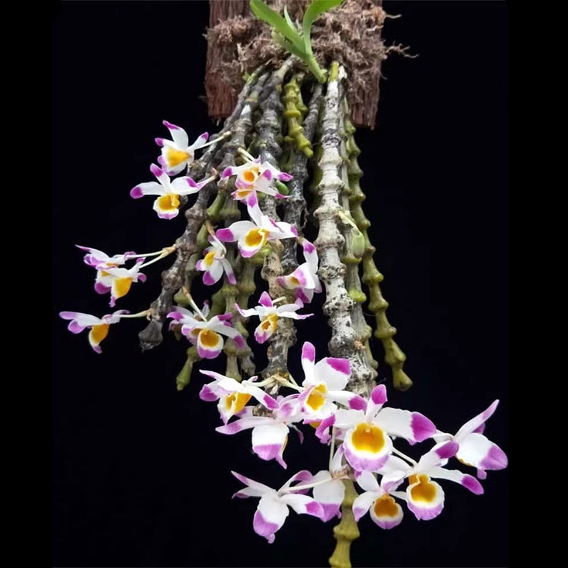 （带花芽）肿节石斛宝塔石斛光节石斛珠节宝塔附生吊兰花盆栽洋兰,鲜花速递/花卉仿真/绿植园艺,国兰/杂交兰/洋兰类,淘宝优惠券,粉丝福利购,淘宝优惠卷