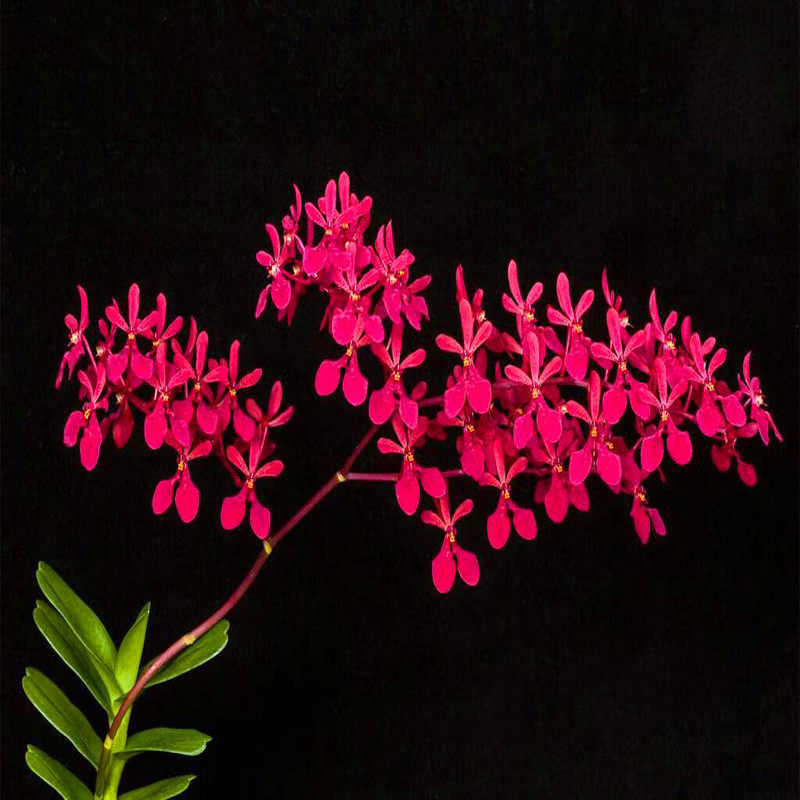 火焰兰 附生兰 室内花卉盆景观花花苗  洋兰吊兰盆栽花卉盆景植物