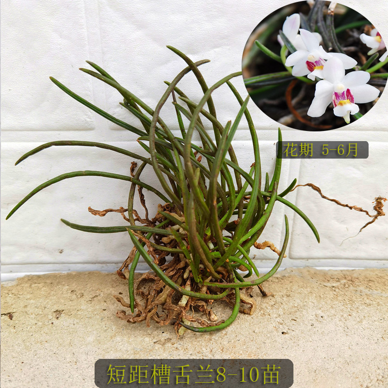 短距槽舌兰 矮种兰花 附生兰花 稀有兰花 小型兰花雨林缸植物吊兰