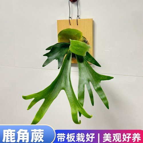 鹿角蕨鸟巢蕨白月光板植苔藓壁挂