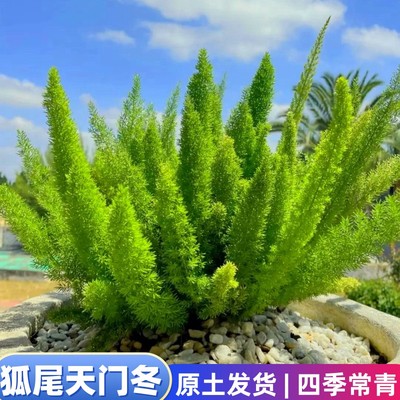 狐尾天门冬盆栽绿植四季好养