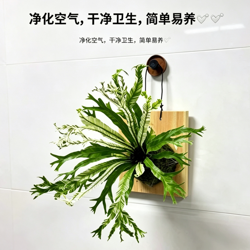 蓓莅白锦鸟巢蕨白月光水培壁挂款图片