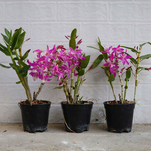 稀有火鸟石斛盆栽 盆种已成活 吊兰花洋兰花卉盆栽 绿植