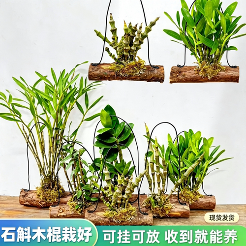 精选石斛木棍栽好挂养石斛