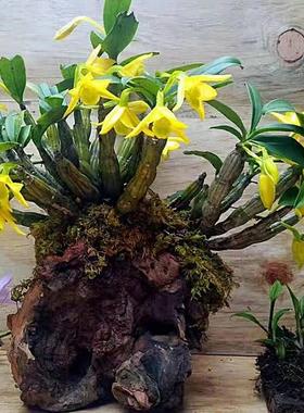 翅梗石斛 金黄色花浓香型观赏盆景易栽活附生兰吊兰花绿植石斛兰
