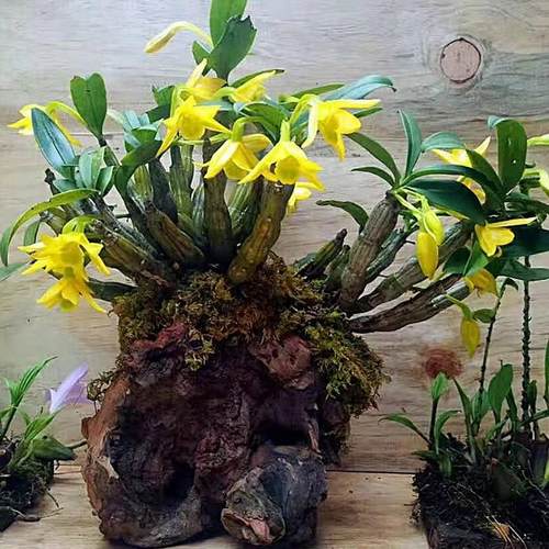 翅梗石斛金黄色花浓香型观赏