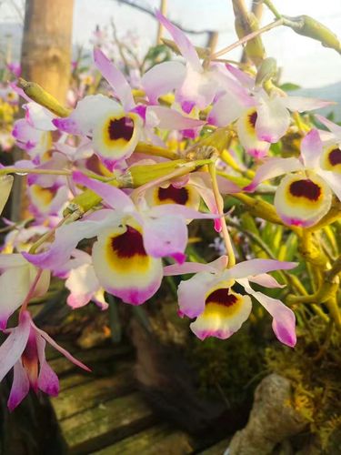 蜂腰石斛丛苗棒节石斛稀有