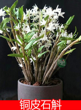 清香铜皮石斛白色细茎石斛吊兰花盆景绿植味似茉莉花香