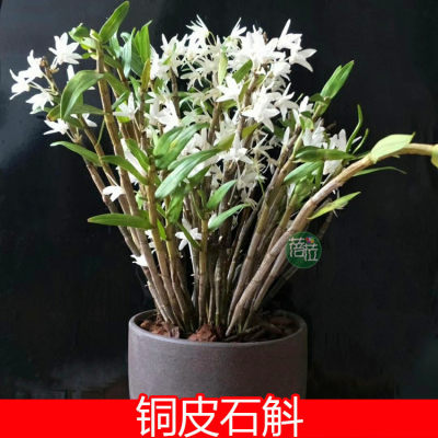 清香铜皮石斛白色细茎石斛吊兰花