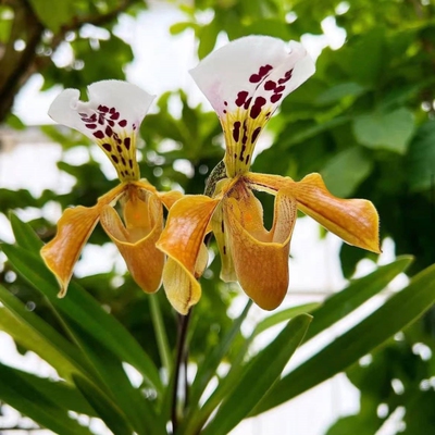 格力兜兰玫丽兜兰开花漂亮花期长