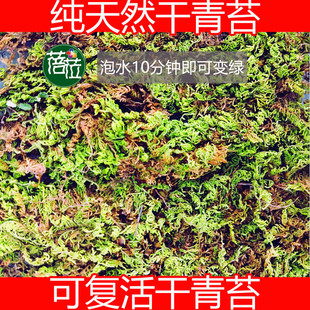 石斛板植盆栽材料石斛基质石斛种植材料 水苔 青苔 石斛专用苔藓