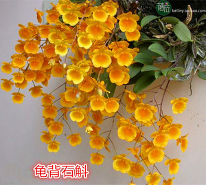 石斛兰 黄花石斛 龟背石斛矮石斛 洋兰吊兰石斛兰花卉绿植物 包邮