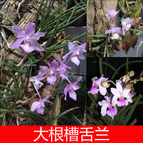 大根槽舌兰附生兰吊兰花洋兰花