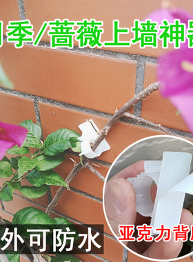 月季爬墙固定器绿植上墙粘贴卡扣园艺花枝牵引辅助水泥钉户外墙钉