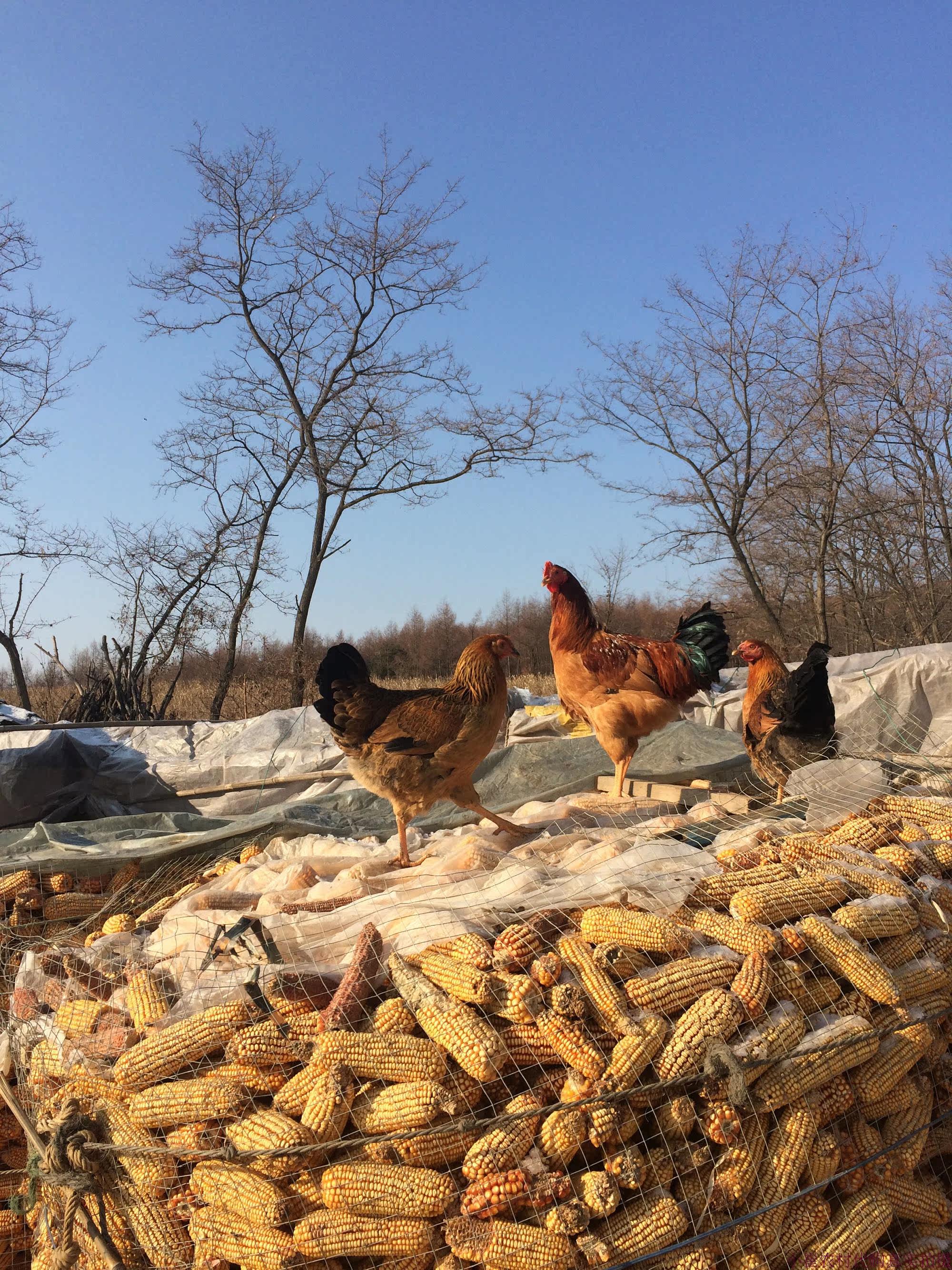 东北农家散养大公鸡正宗土公鸡 现杀新鲜 孕妇月子滋补笨鸡柴鸡