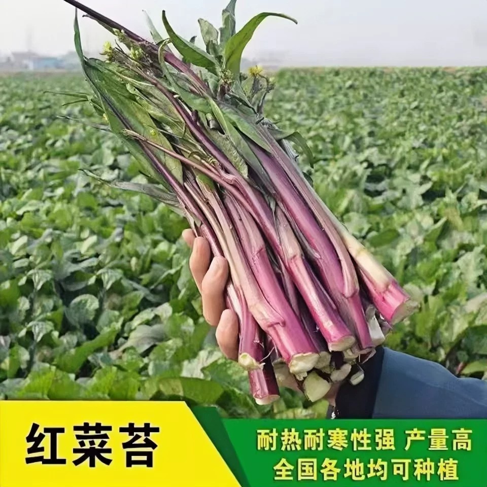 正宗红菜苔苗种子菜台秧苗红油菜种苗/半成品盆栽