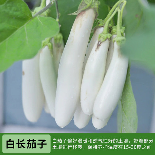 高产茄子秧苗紫长茄子黑茄子圆茄子青茄子四季茄子苗盆栽地栽