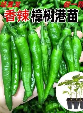 【樟树港辣椒蔬菜秧苗苗】春秋四季阳台盆栽菜园栽种蔬菜苗辣椒苗