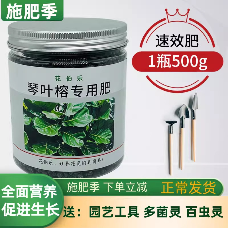 有机琴叶榕橡皮树花卉绿色肥料