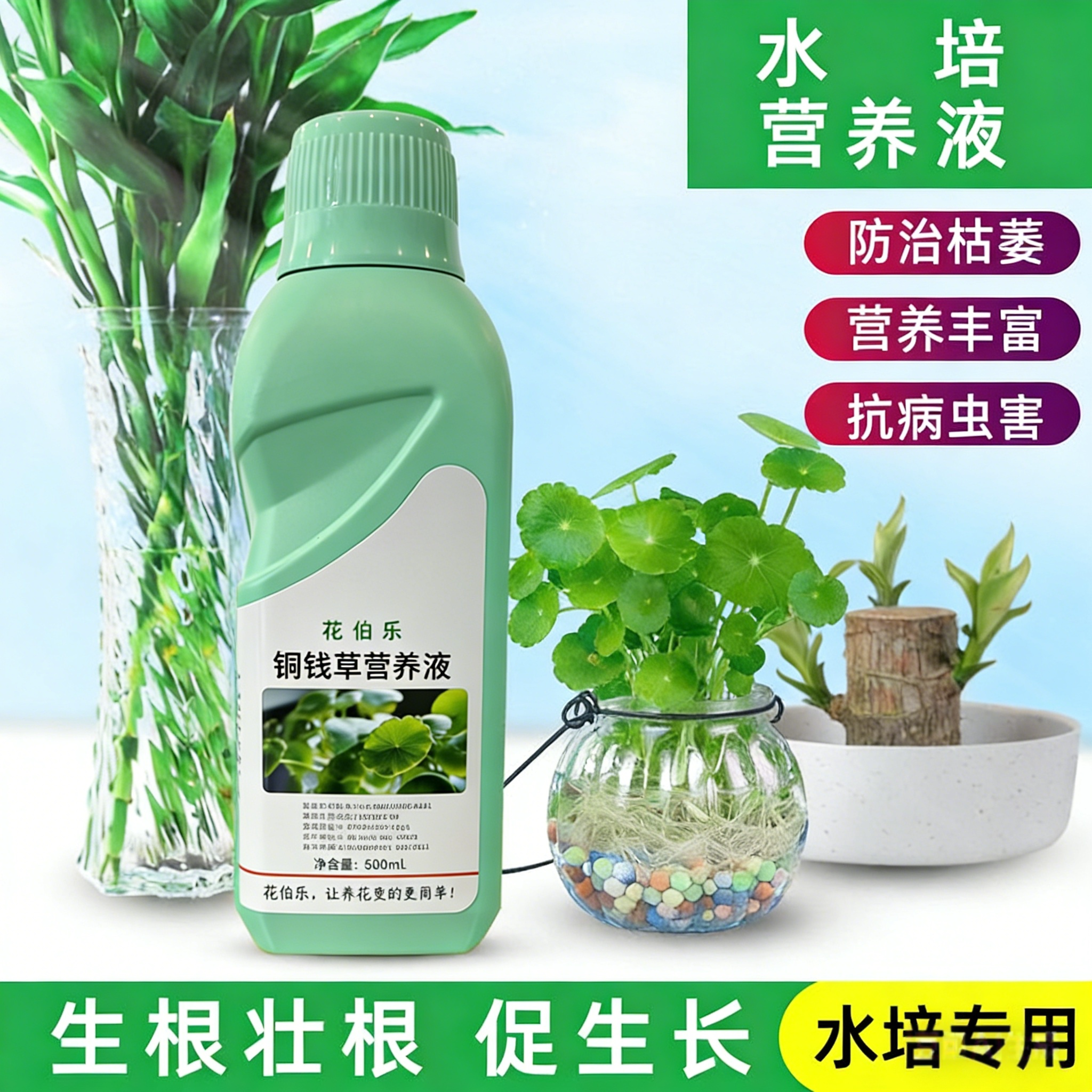 养特大号铜钱草专用营养液金钱草水培器皿花盆肥料黄小叶了怎么办