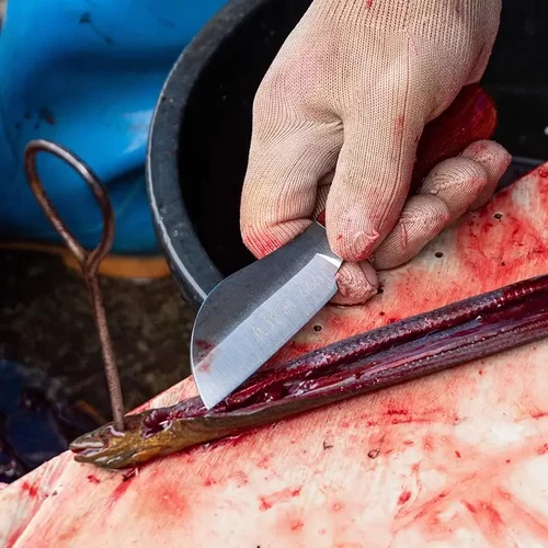 杀鳝鱼刀专用手工锻打鳝鱼鳝鱼工具进口黄鳝去骨刀泥鳅刀