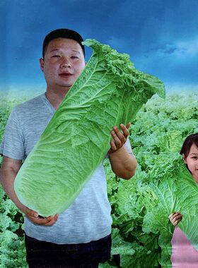 110天甜脆青大白菜种籽青口白高桩青麻叶高产春夏秋冬蔬菜种子孑