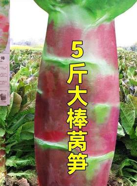 五斤王莴笋种子特大高产红皮绿肉香莴苣秋冬季播农家田园蔬菜种子