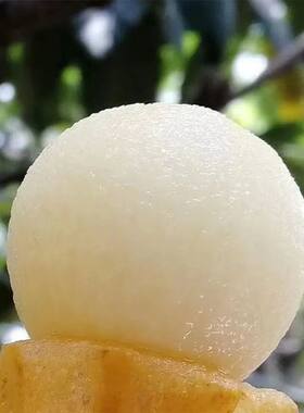 常熹莆果枇杷白枇杷贵妃白正白梨