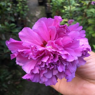 紫玉木槿花苗盆栽地栽花灌木紫色木槿阳台庭院花园耐寒热多花植物