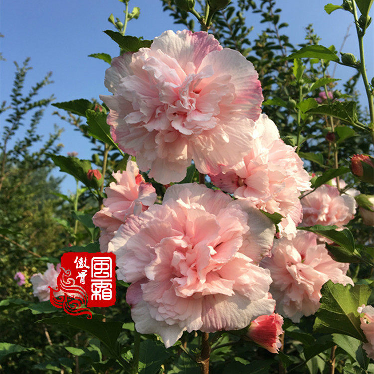 粉色木槿花树苗 大花重瓣鸡肉花庭院阳台当年开花 柔粉红心木槿苗