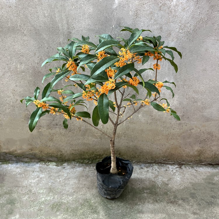桂花树盆栽耐寒四季常青当年开花浓香庭院阳台四季丹桂金桂沉香桂