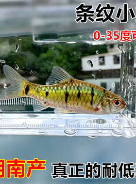 条纹小鲃 黄金招财鱼 条纹二须鲃 原生鱼冷水鱼可混养 可群游好养