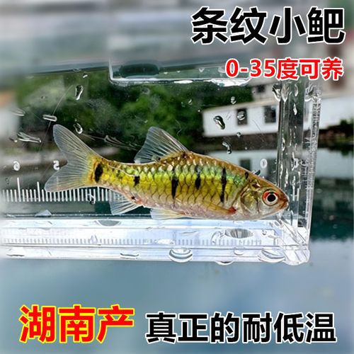 黄金条纹小鲃可养群游招财鱼