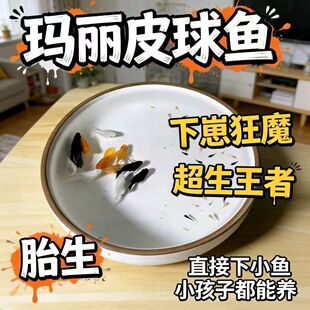 玛丽球鱼 吃油膜玛丽鱼 胎生鱼 大肚子母鱼直接生小鱼 新手好养