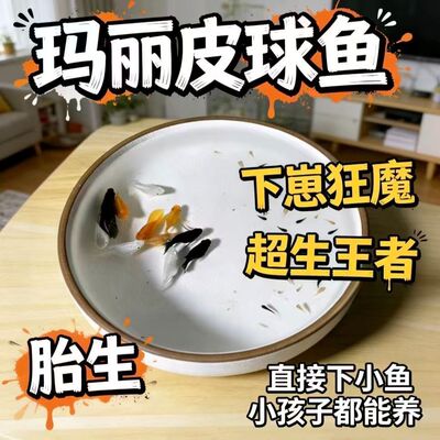 直接生小鱼大肚子玛丽球鱼